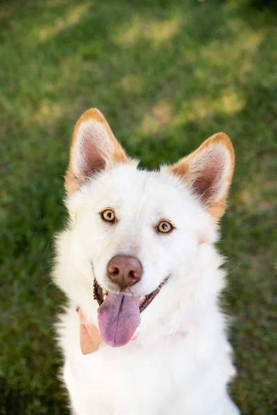 Shasta, the dog who started it all
