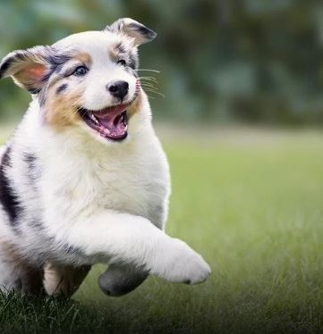 A happy Australian shepherd puppy running across green grass
