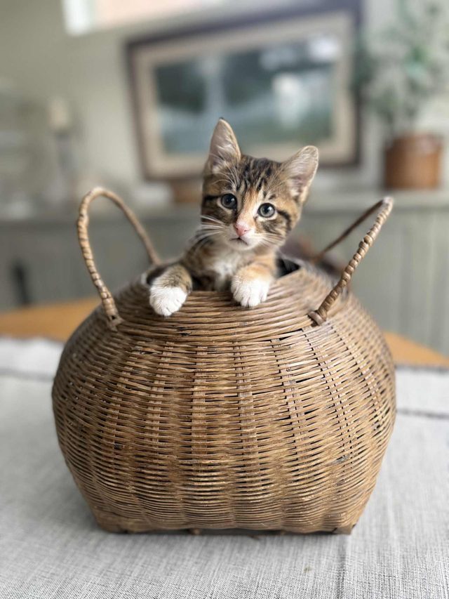 An adoptable rescue cat waiting for a forever home in a Rescue Network foster home