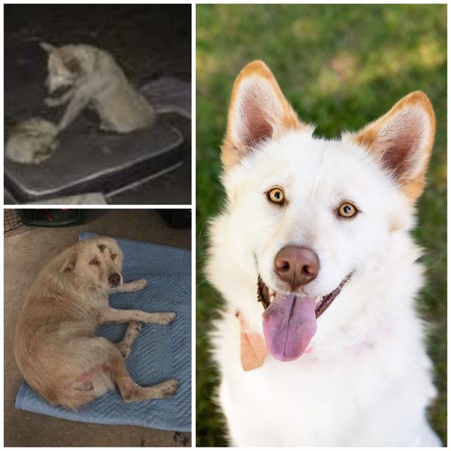 Shasta, an adoptable rescue dog in a Rescue Network foster home